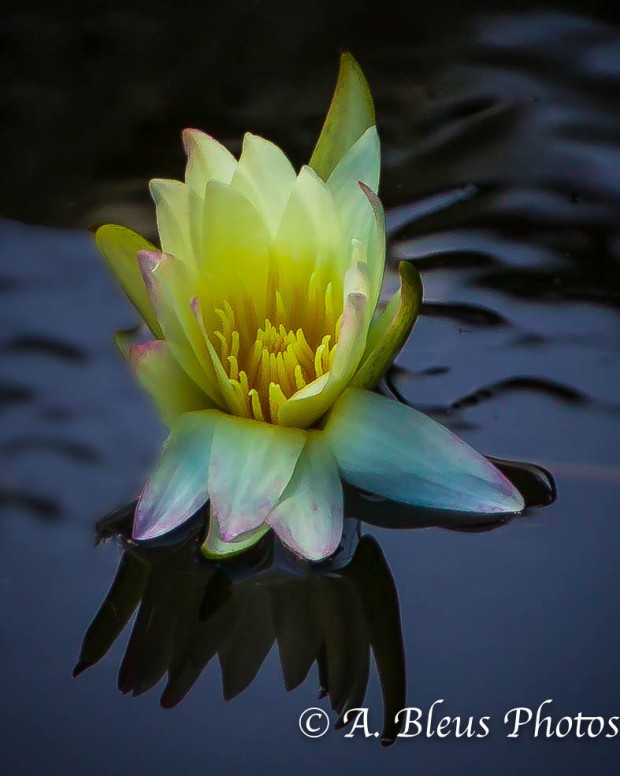 Yellow Lily Flower in Pond_93E4363