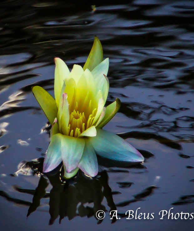 Yellow Lily Flower in Pond_93E4365